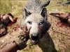 Far Cry Primal Collector's Edition, screenshots and gameplay video revealed (8)